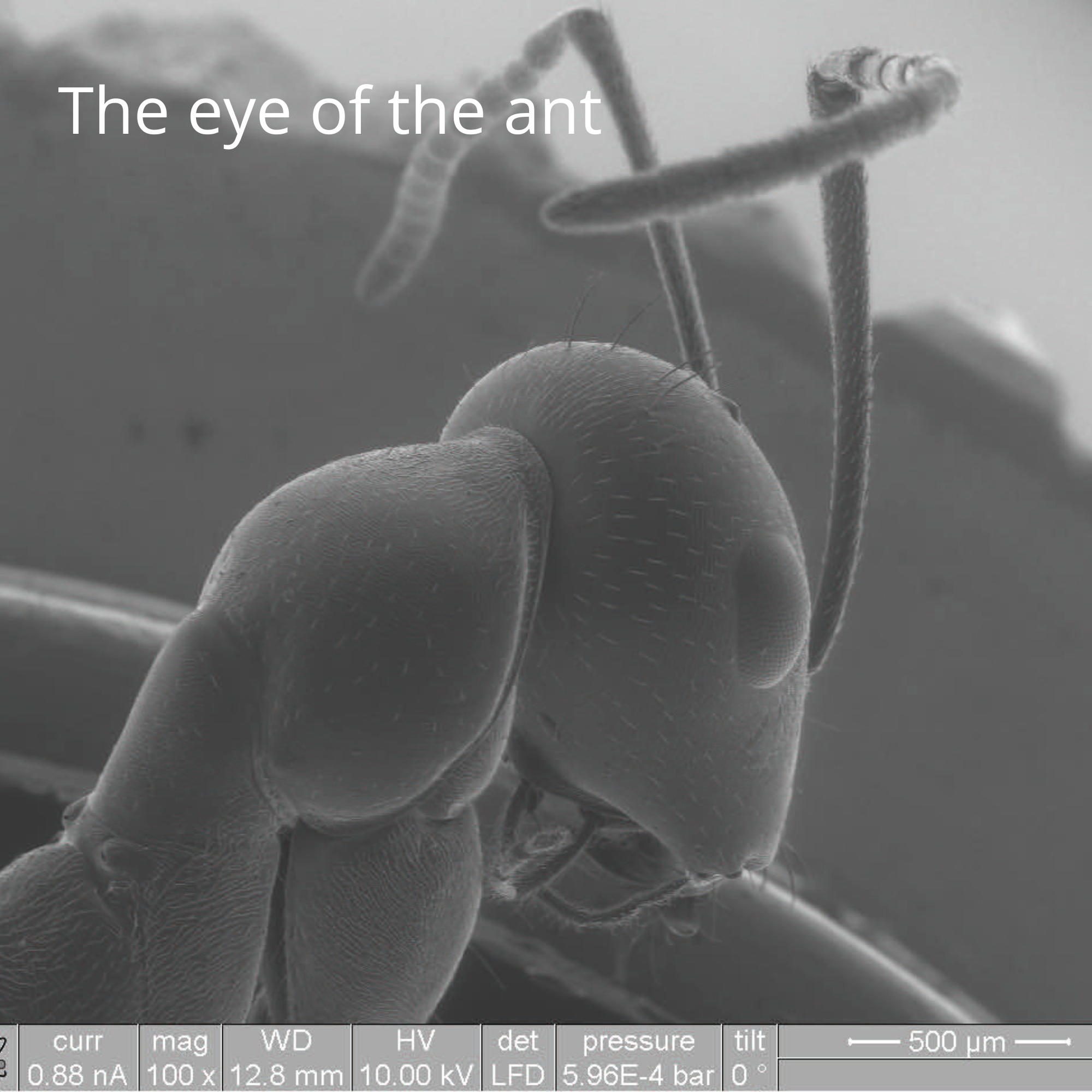 The eye of the ant